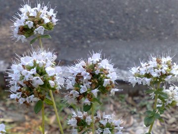 Una seconda Lamiacea - Origanum sp.